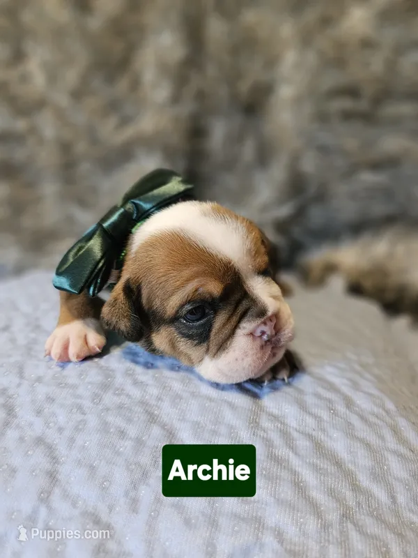 Archie  – English Bulldog puppy for sale in Overbrook, KS