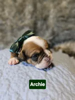 Archie , a male English Bulldog for sale in Overbrook, KS – 1 of 1