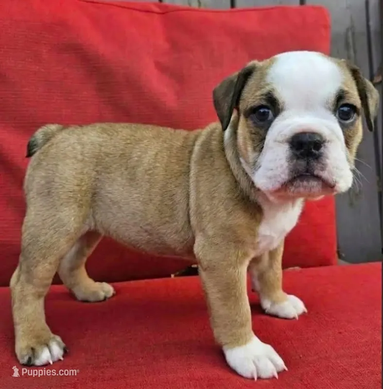 Ivy – English Bulldog puppy for sale in Overbrook, KS