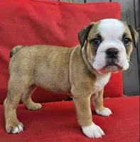 Ivy, a female English Bulldog for sale in Overbrook, KS – 2 of 9