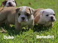 Duke, a male English Bulldog for sale in Overbrook, KS – 3 of 9