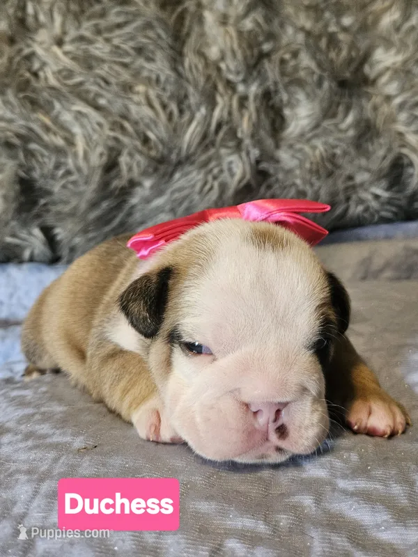Duchess – English Bulldog puppy for sale in Overbrook, KS