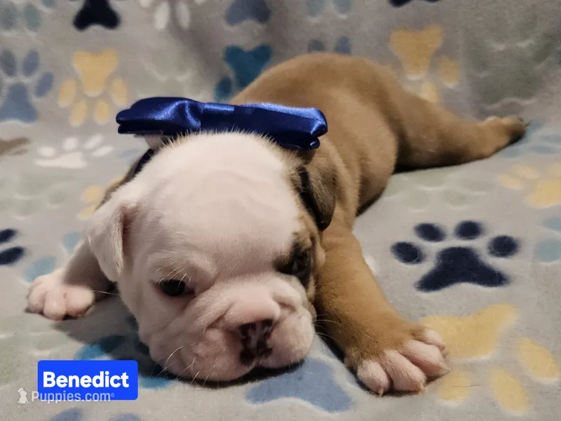 Benedict – English Bulldog puppy for sale in Overbrook, KS