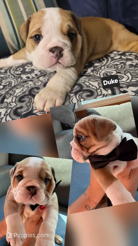 Duke – English Bulldog puppy for sale in Overbrook, KS