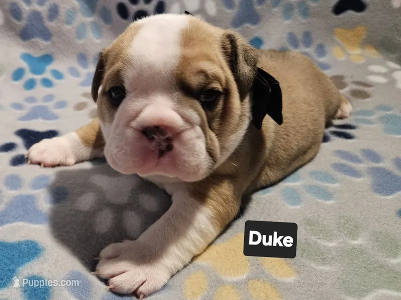 Duke – English Bulldog puppy for sale in Overbrook, KS