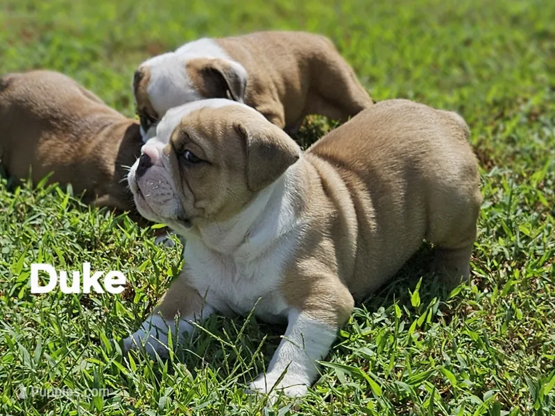 Duke – English Bulldog puppy for sale in Overbrook, KS