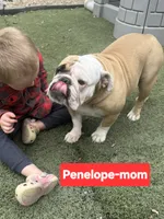 Victoria , a female English Bulldog for sale in Overbrook, KS – 2 of 2
