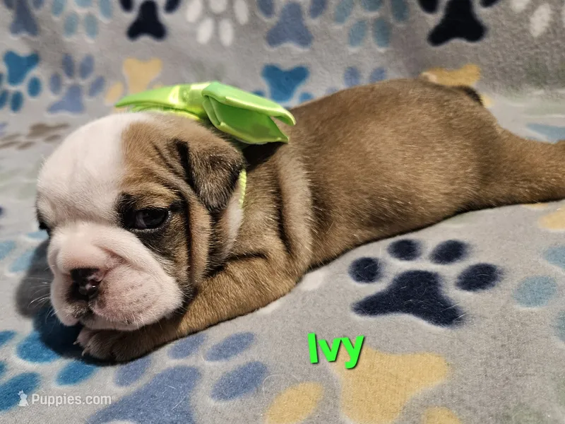 Ivy – English Bulldog puppy for sale in Overbrook, KS