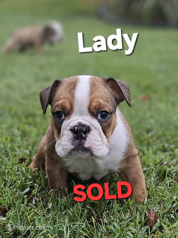 Lady – English Bulldog puppy on hold in Overbrook, KS