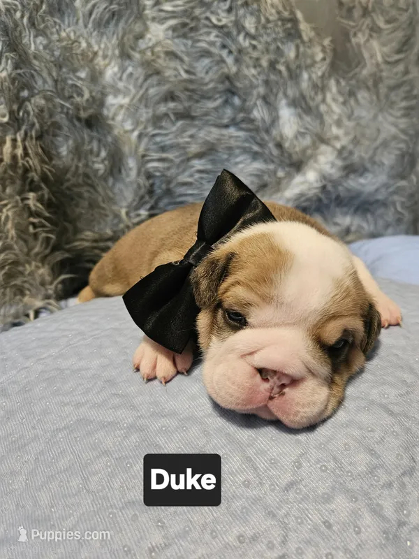 Duke – English Bulldog puppy for sale in Overbrook, KS