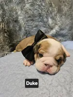 Duke, a male English Bulldog for sale in Overbrook, KS – 1 of 1