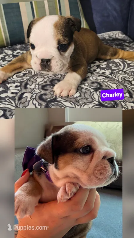 Charley – English Bulldog puppy for sale in Overbrook, KS