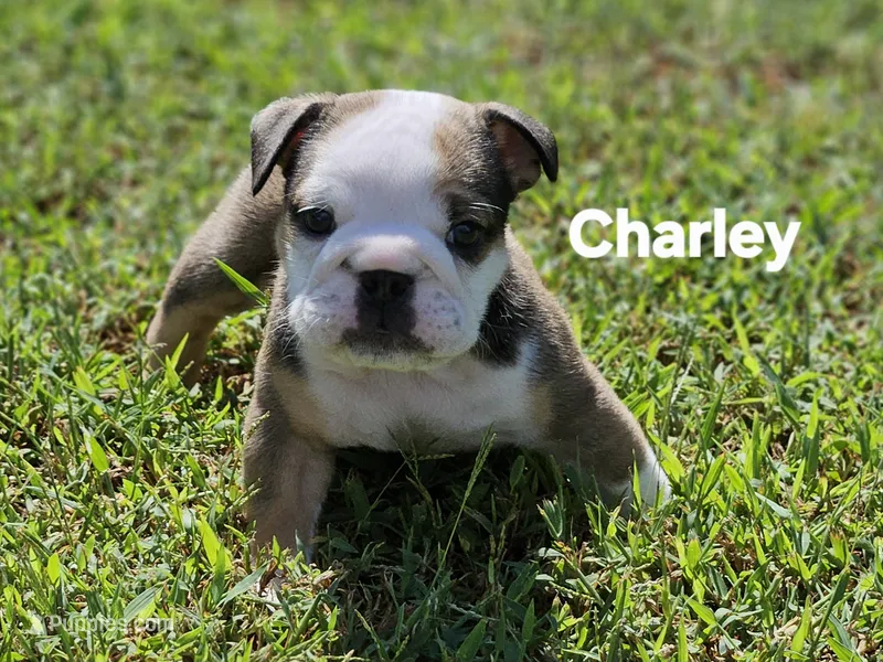 Charley – English Bulldog puppy for sale in Overbrook, KS