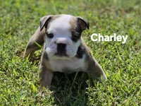 Charley, a female English Bulldog for sale in Overbrook, KS – 2 of 9