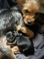 Puppyone, a female Yorkshire Terrier for sale in Bronx, NY – 3 of 4