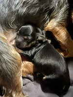 Puppyone, a female Yorkshire Terrier for sale in Bronx, NY – 4 of 4