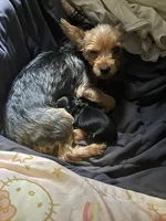 Puppyone, a female Yorkshire Terrier for sale in Bronx, NY – 2 of 4