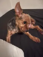 Puppyone, a female Yorkshire Terrier for sale in Bronx, NY – 1 of 4