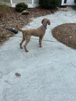 Sadie, a female Poodle - Standard  for sale in Buchanan, GA – Photo 2 of 3