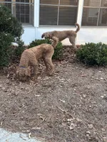 Sadie, a female Poodle - Standard  for sale in Buchanan, GA – Photo 3 of 3