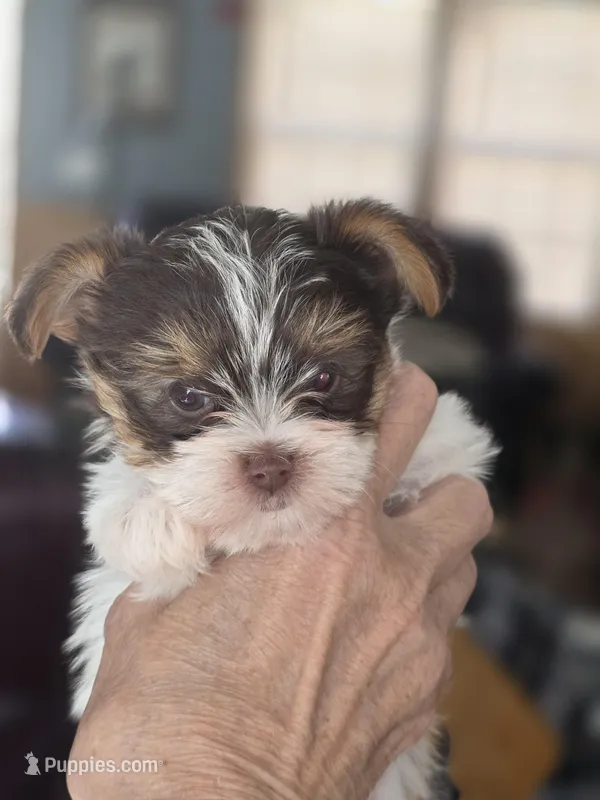 Rambo – Yorkshire Terrier puppy for sale in Greeneville, TN