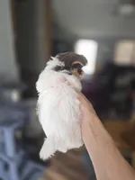 Rambo, a male Yorkshire Terrier for sale in Greeneville, TN – Photo 2 of 2