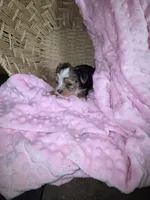 Female 2, a female Yorkshire Terrier for sale in Greeneville, TN – 4 of 5