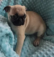Tad Pole, a male Pug for sale in Greeneville, TN – 3 of 6