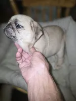 Merle female , a female Pug for sale in Greeneville, TN – 3 of 5