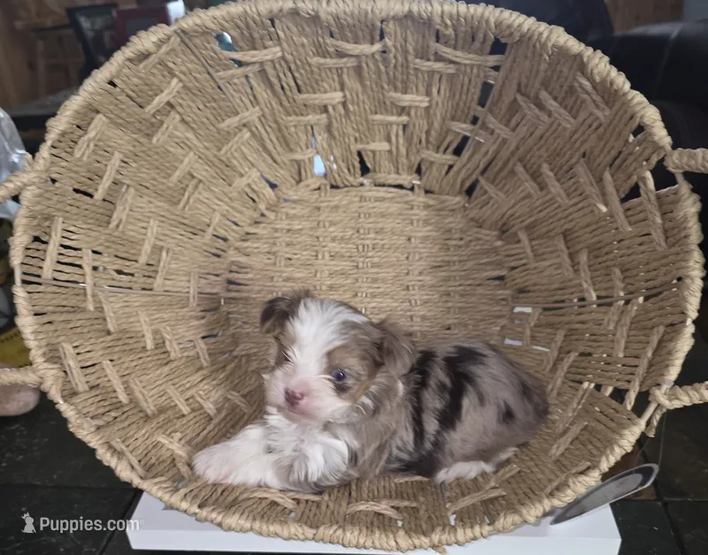 Female 3 – Yorkshire Terrier puppy for sale in Greeneville, TN