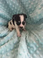 Tank, a male Chihuahua for sale in Greeneville, TN – 2 of 6