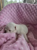 Jenna, a female Pug for sale in Greeneville, TN – 3 of 4