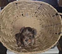 Female 5, a female Yorkshire Terrier for sale in Greeneville, TN – 2 of 2