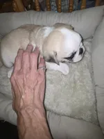 Fawn panda male, a male Pug for sale in Greeneville, TN – 2 of 4