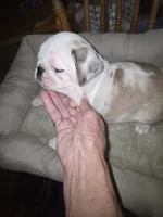 KOI MALE , a male Pug for sale in Greeneville, TN – 2 of 4