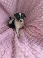Tinkerbell, a female Chihuahua for sale in Greeneville, TN – 3 of 6