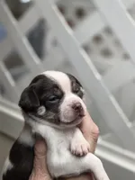 Suzy, a female Chihuahua for sale in Greeneville, TN – Photo 2 of 3