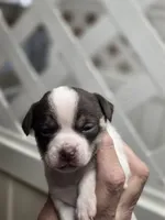 Suzy, a female Chihuahua for sale in Greeneville, TN – Photo 3 of 3