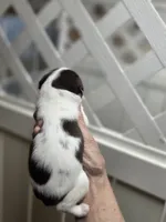 Suzy, a female Chihuahua for sale in Greeneville, TN – Photo 1 of 3