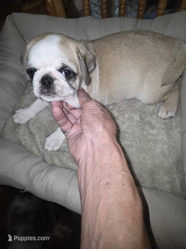 Fawn panda male – Pug puppy for sale in Greeneville, TN