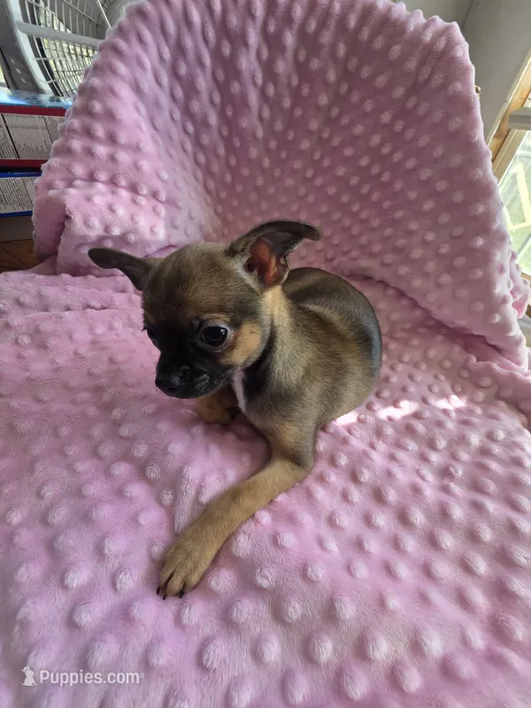 Sweetpea – Chihuahua puppy for sale in Greeneville, TN