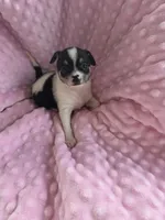 Tinkerbell, a female Chihuahua for sale in Greeneville, TN – 2 of 6