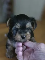 Susie , a female Yorkshire Terrier for sale in Greeneville, TN – 4 of 4
