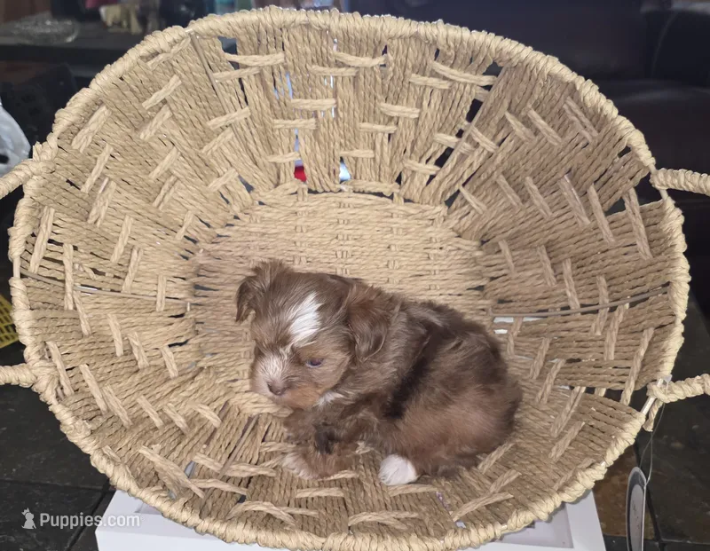 Female 4 – Yorkshire Terrier puppy for sale in Greeneville, TN