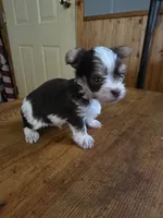 Hades, a male Yorkshire Terrier for sale in Greeneville, TN – 3 of 4