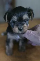 Susie , a female Yorkshire Terrier for sale in Greeneville, TN – 3 of 4