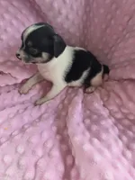 Tinkerbell, a female Chihuahua for sale in Greeneville, TN – 5 of 6