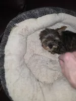 Bandit, a male Yorkshire Terrier for sale in Greeneville, TN – Photo 2 of 2