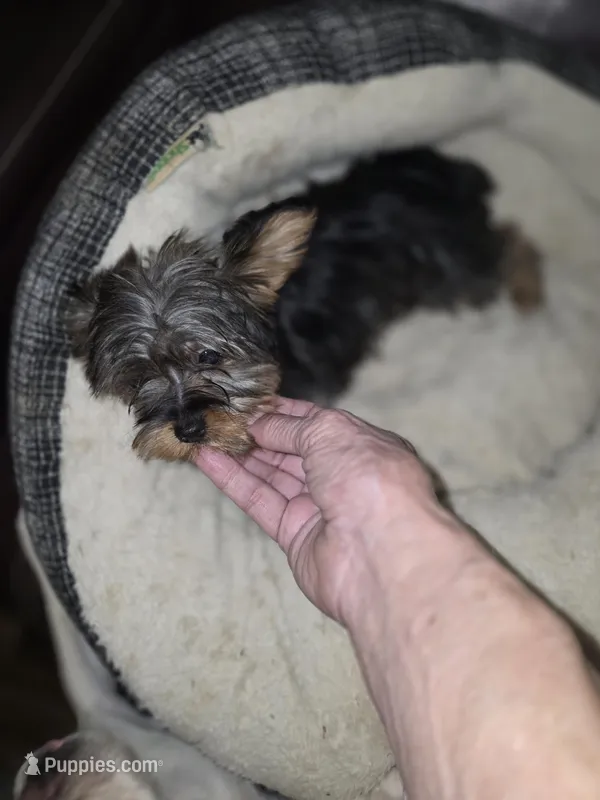 Bandit – Yorkshire Terrier puppy for sale in Greeneville, TN