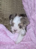 Female 3, a female Yorkshire Terrier for sale in Greeneville, TN – 2 of 3